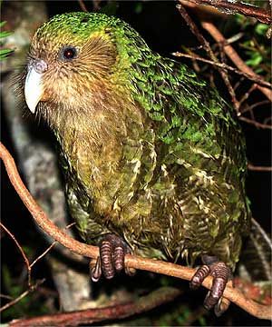kakapo-madar.jpg