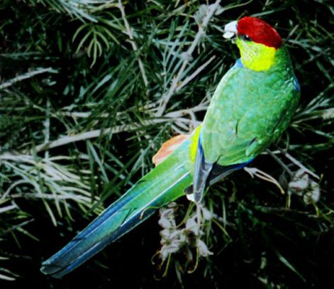 normal_wiki-red-capped-parrot.jpg